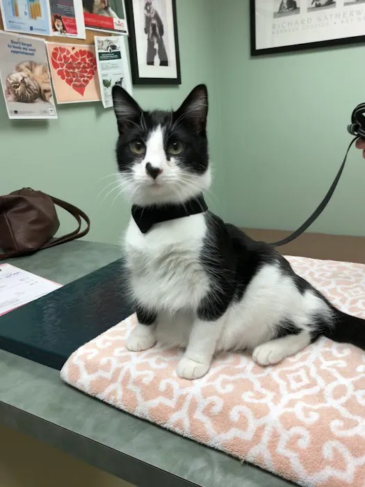 Companion Animal Hospital Picture 3