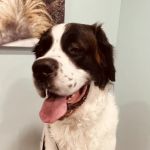 Susquehanna Trail Animal Hospital
