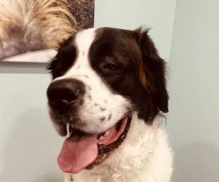 Susquehanna Trail Animal Hospital