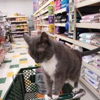 Pet Supplies Plus White Lake - Highland ico