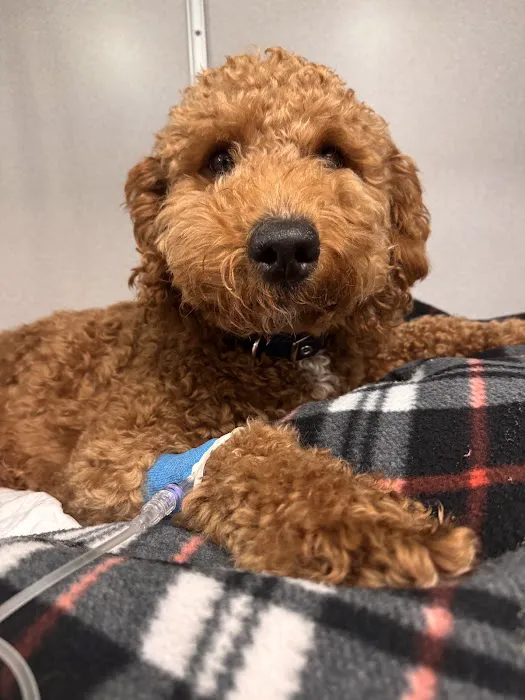 Animal Emergency Center Picture 2