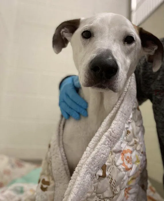 Animal Emergency Center Picture 5
