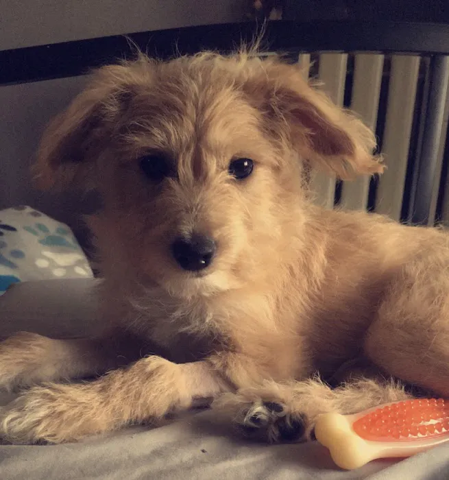 Animal Emergency Center Picture 8