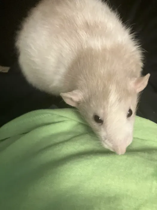 F And J Rodents Picture 1