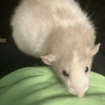F And J Rodents