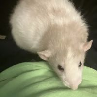 F And J Rodents ico