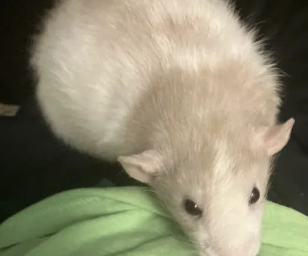 F And J Rodents