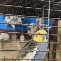 Animal Care Hospital ico