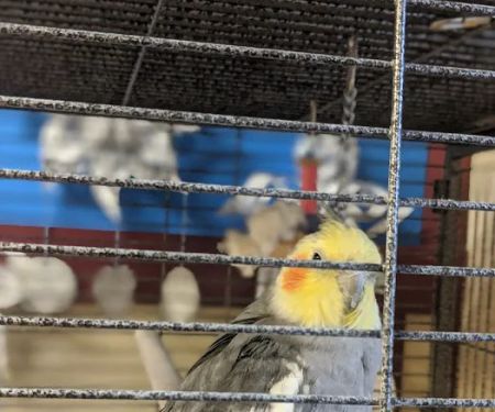 Animal Care Hospital
