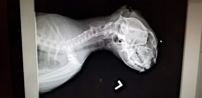 Animal Care Hospital Picture 6