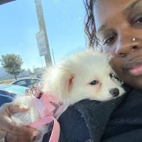 Michigan House of Paws ico