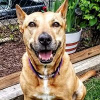 All Creatures Great and Small Animal Hospital ico