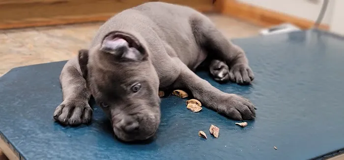All Creatures Great and Small Animal Hospital Picture 2