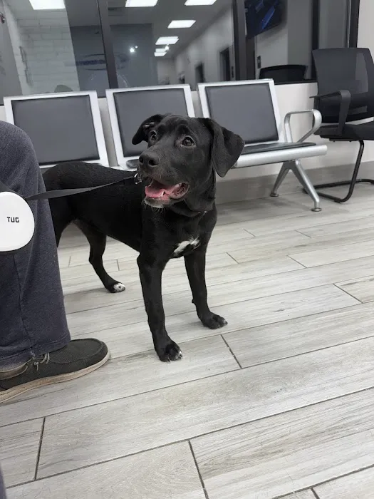 Delta Veterinary Hospital - Animal Emergency Picture 1