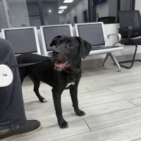 Delta Veterinary Hospital - Animal Emergency ico