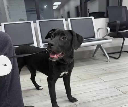 Delta Veterinary Hospital - Animal Emergency