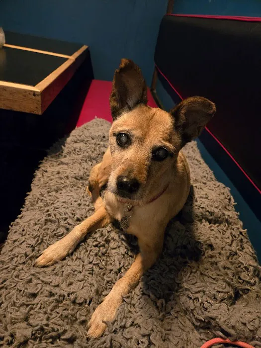 Delta Veterinary Hospital - Animal Emergency Picture 5