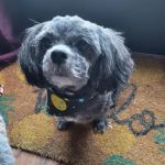 Pet Supplies Plus Okemos