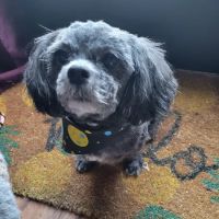 Pet Supplies Plus Okemos ico
