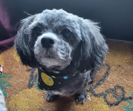 Pet Supplies Plus Okemos