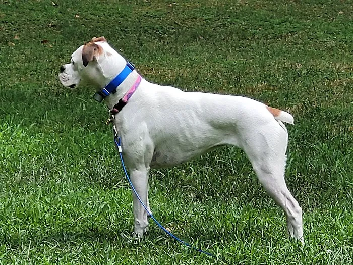 Pequannock Animal Hospital Picture 7