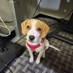 Pequannock Animal Hospital