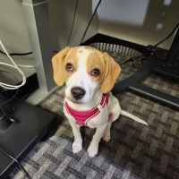 Pequannock Animal Hospital ico