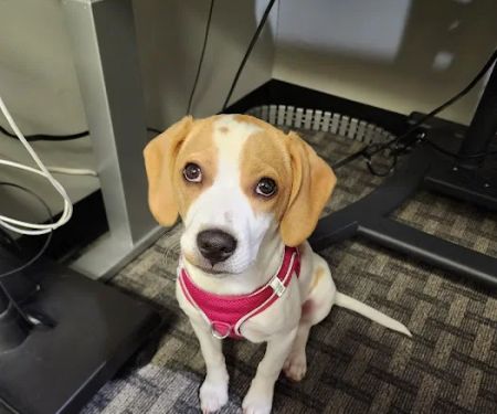 Pequannock Animal Hospital