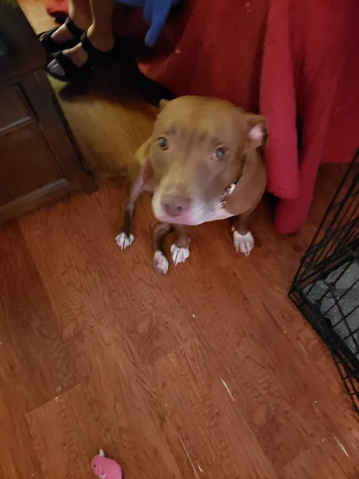 Pequannock Animal Hospital Picture 8
