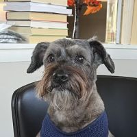 Willowbrook Animal Clinic ico