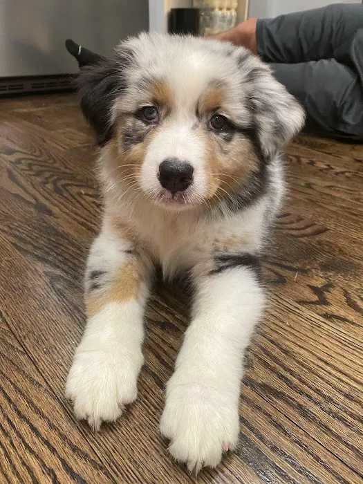 Willowbrook Animal Clinic Picture 7