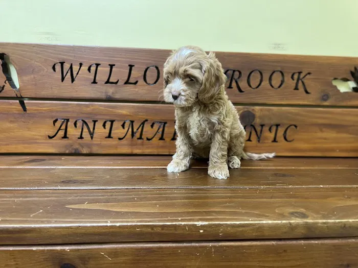 Willowbrook Animal Clinic Picture 4