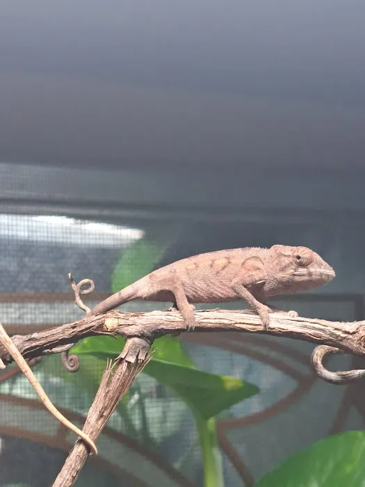 Jewels Chameleons Picture 7