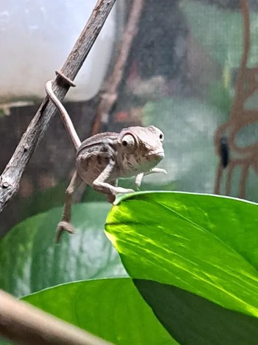 Jewels Chameleons Picture 8