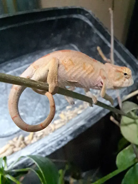 Jewels Chameleons Picture 5