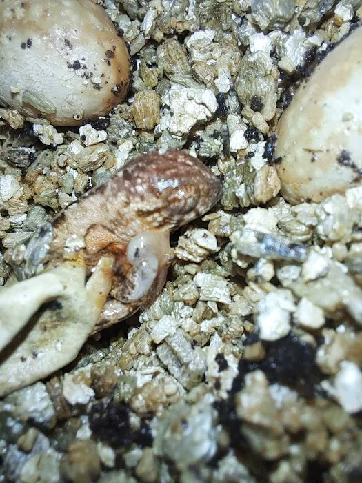 Jewels Chameleons Picture 2