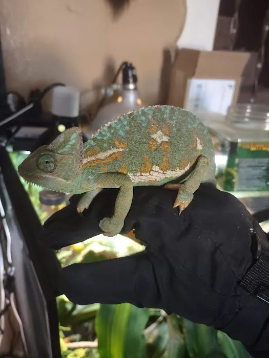 Jewels Chameleons Picture 1