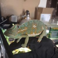 Jewels Chameleons ico