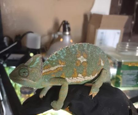 Jewels Chameleons