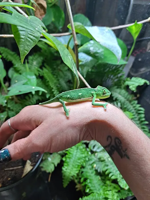 Jewels Chameleons Picture 3