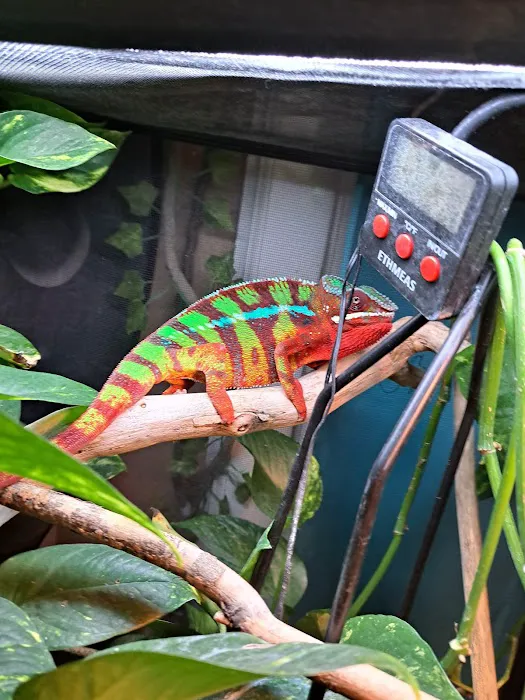 Jewels Chameleons Picture 10