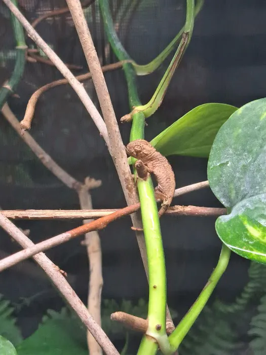 Jewels Chameleons Picture 9