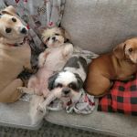Animal Dermatology Clinic