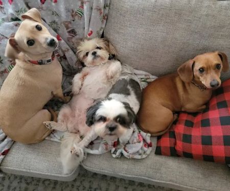 Animal Dermatology Clinic