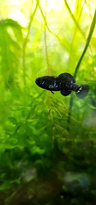Aquatic Innovation Picture 1