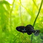 Aquatic Innovation