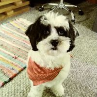 Well Pet Animal Hospital ico