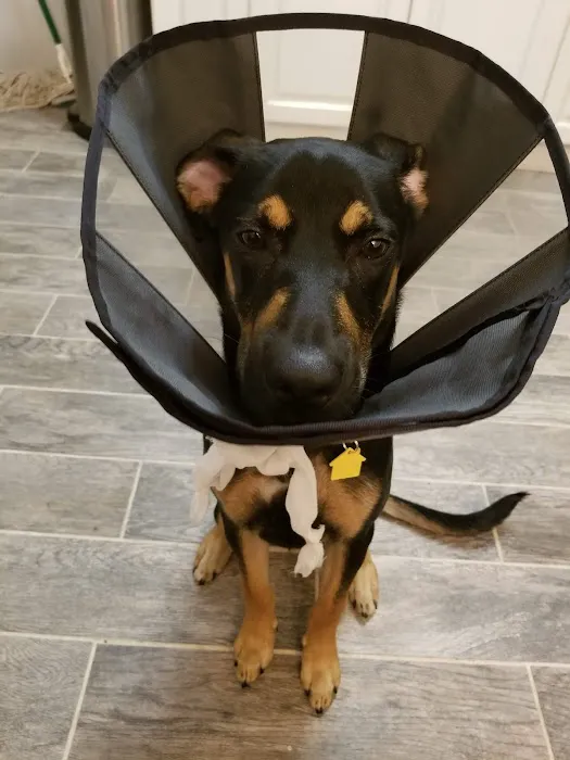 Well Pet Animal Hospital Picture 7