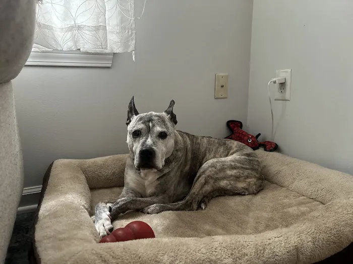 Well Pet Animal Hospital Picture 6