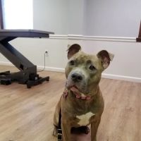 All Paws Dermatology & Allergy ico